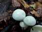 Elefántcsont-csigagomba (Hygrophorus eburneus), Pilis